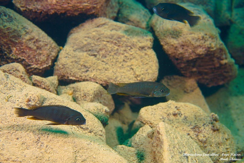 Maylandia fainzilberi 'Cape Kaiser'
